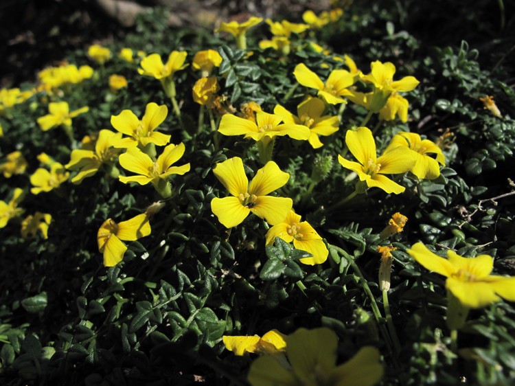 Morisia monanthos